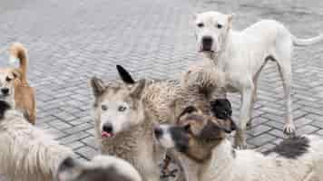 Foto gratuita molti cani da salvataggio al rifugio in attesa di essere adottati