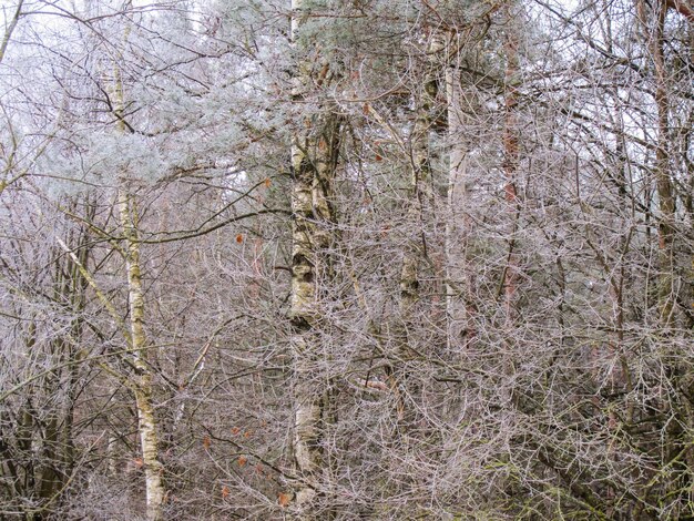 Many small branches of trees covered with hoarfrost in a winter forest