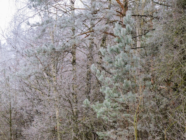 Many small branches of trees covered with hoarfrost in a winter forest