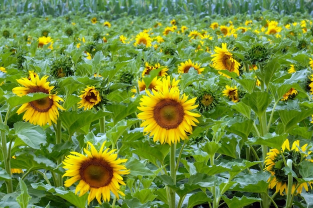 Many sunflowers