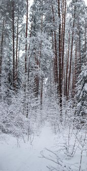 Many thin twigs covered with fluffy white snow. beautiful winter snowy forest