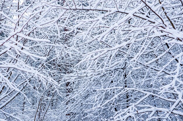 Many thin twigs covered with fluffy white snow. beautiful winter snowy forest