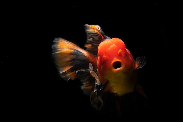 金魚らんちゅうの種類が多い 自然アートのとてもキュートで美しい プレミアム写真