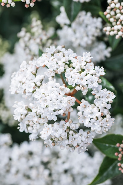 たくさんの白い野生の花