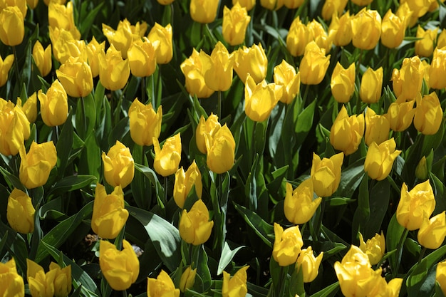 Many yellow flowers