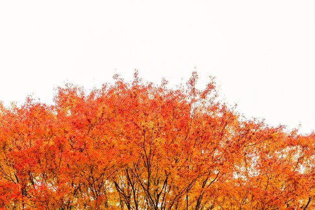 maple colorful sunset evening park