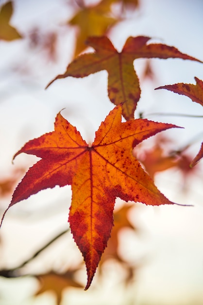 메이플 리프 백 라이트. 일본 단풍 나무의 파스텔 단풍 가을에 화려한 배경 나뭇잎