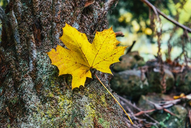 Maple leaf closeup