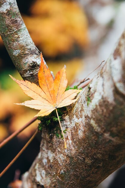 Maple leaf closeup