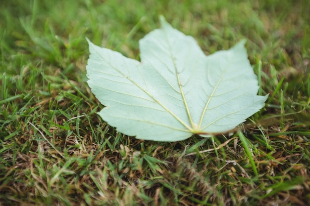 Maple leaf fallen on green grass