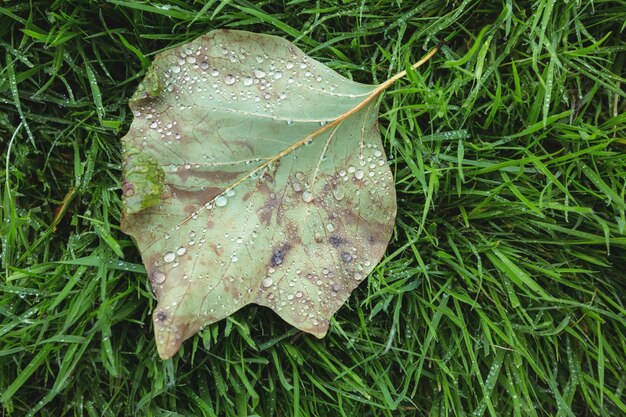 Maple leaf fallen on green grass