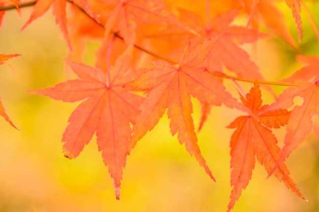 Free photo maple leaf