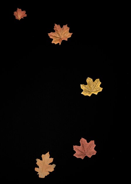 Maple leaves arranged on black background