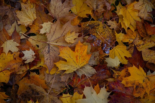 Maple leaves on the ground