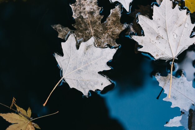 maple leaves on the water