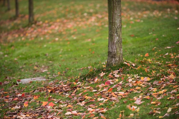 Maple tree leaves fallen on grass