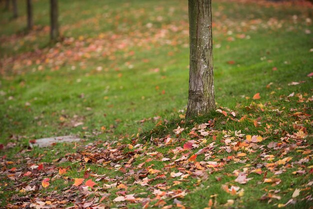 Maple tree leaves fallen on grass