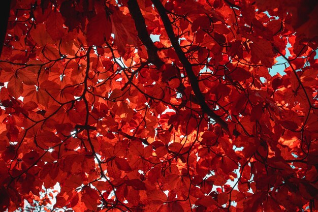 Maple tree with orange autumn leaves