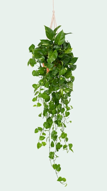 Free photo marble pothos indoor hanging plant