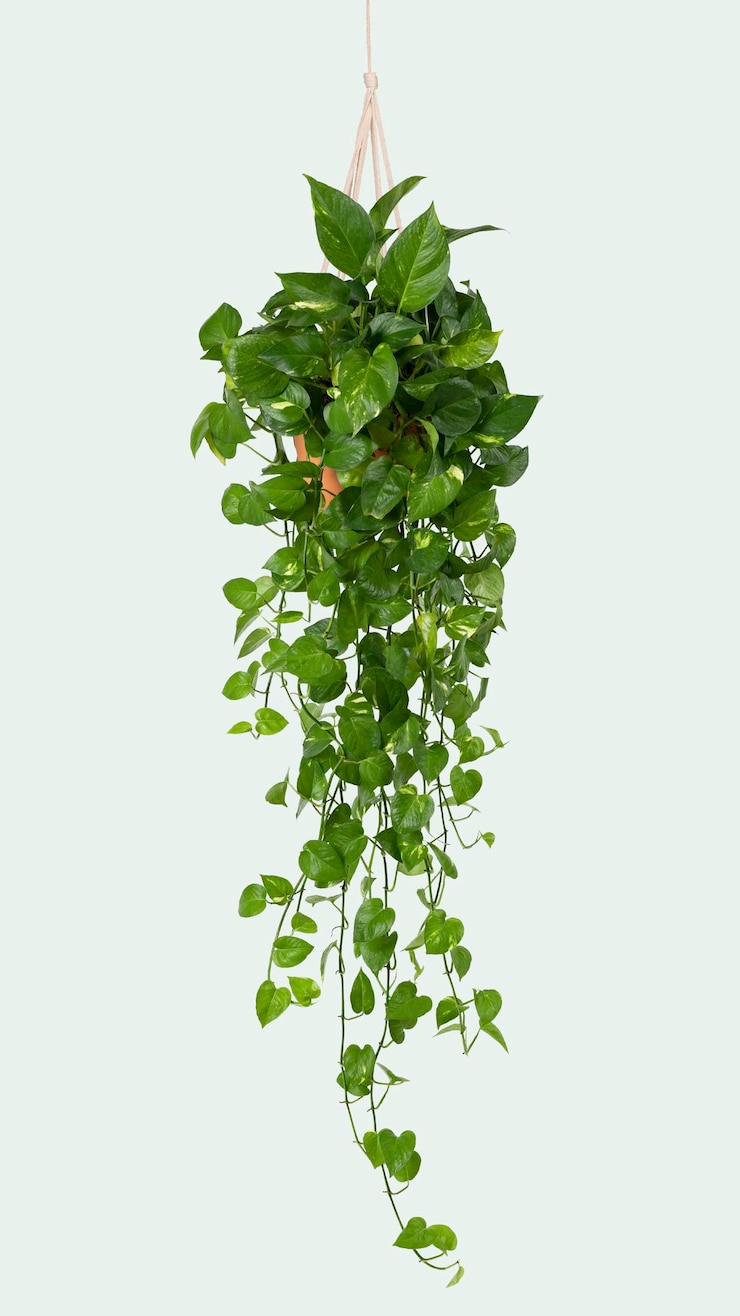 Free Photo marble pothos indoor hanging plant