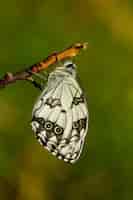 Foto gratuita farfalla bianca marmorizzata su un ramo di un albero sotto la luce del sole con un'impostazione sfocata