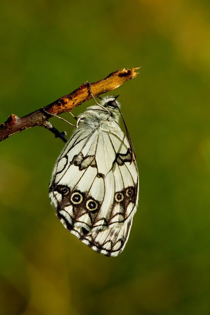 Marbled white butterfly on a tree branch under the sunlight with a blurry setting