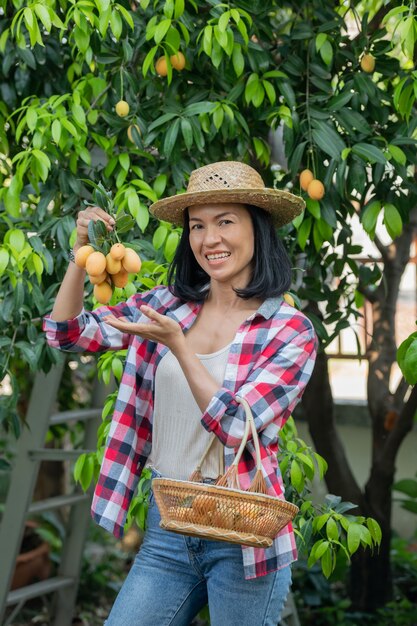 マリアンプラム、マリアンマンゴーまたはプランゴ（タイ語でマヨンチット）収穫期は2月から3月まで続きます。甘い黄色のマリアンプラムの束を保持している女性農学者の手。