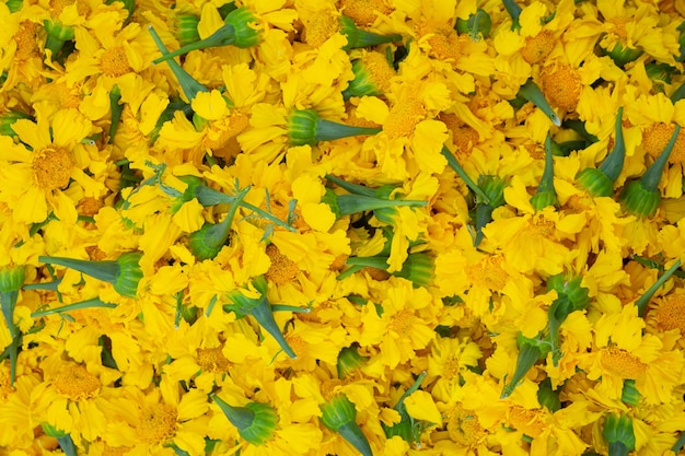 マリーゴールドの花のカラフルな背景
