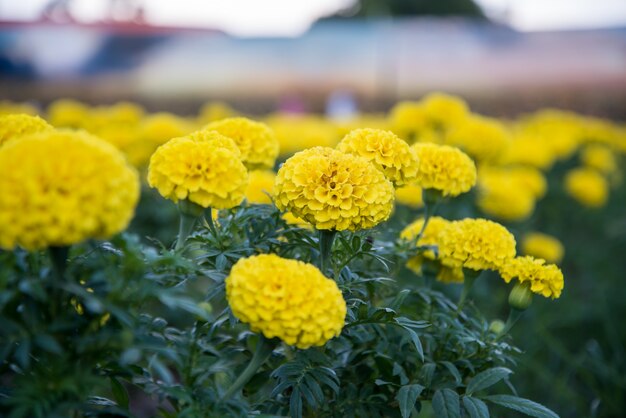 Marigold in the garden of thailand, yellow flower.