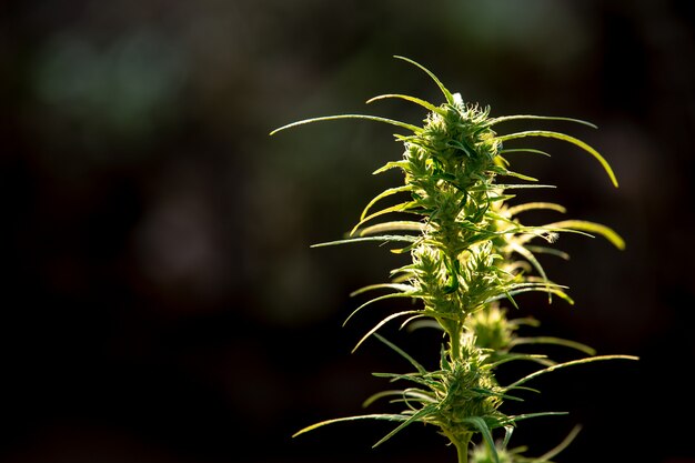 마리화나 잎, 아름 다운 배경에 대마초.