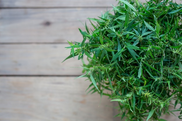 Marijuana leaves placed on old wood.