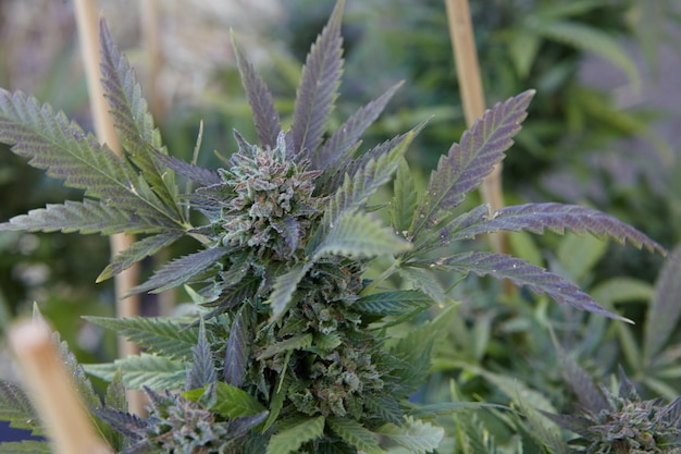 Marijuana plant in garden