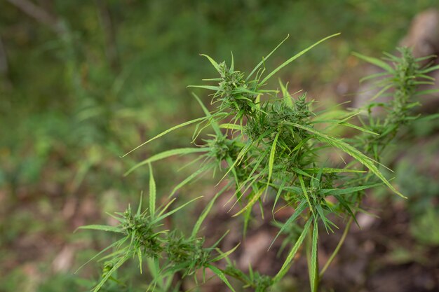 自然の中で育つマリファナの植物