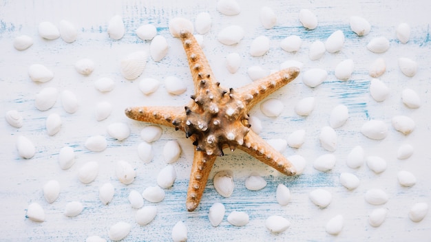 Foto gratuita composizione marina con stelle marine e conchiglie