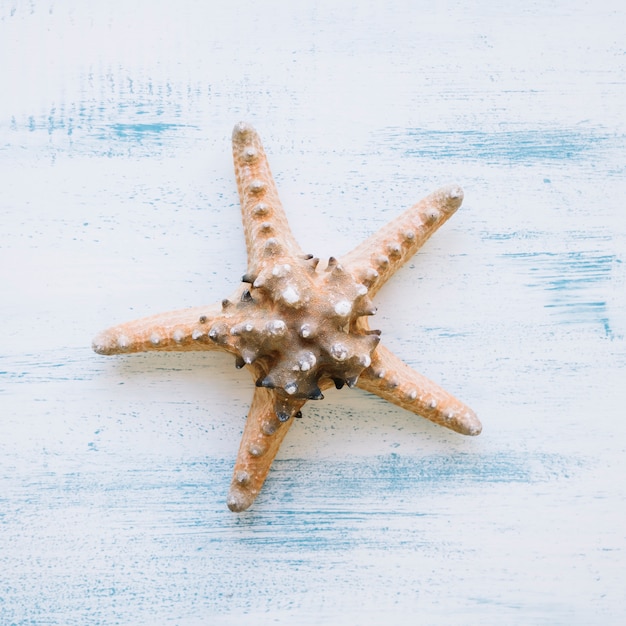 Marine composition with starfish