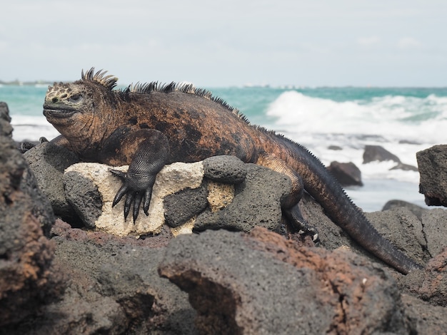 昼間に捕獲されたビーチのそばの岩の上のウミイグアナ