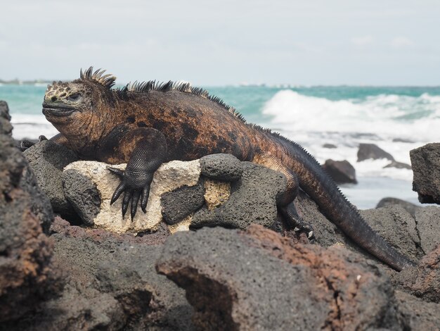 Marine iguana on the rocks by the beach captured during the daytime