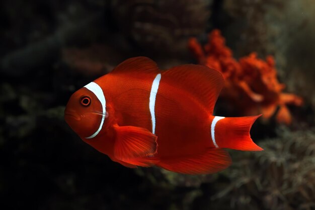 Maroon clownfish on coral feefs anemones on tropical coral reefs