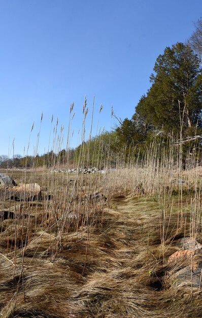 Болотная трава и прибрежные виды в Новой Англии