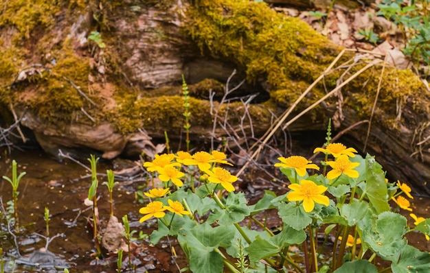 Marsh marigold Caltha palustris on the bank of a forest stream against the background of an old tree overgrown with moss northern forest ecology care for nature background or banner idea