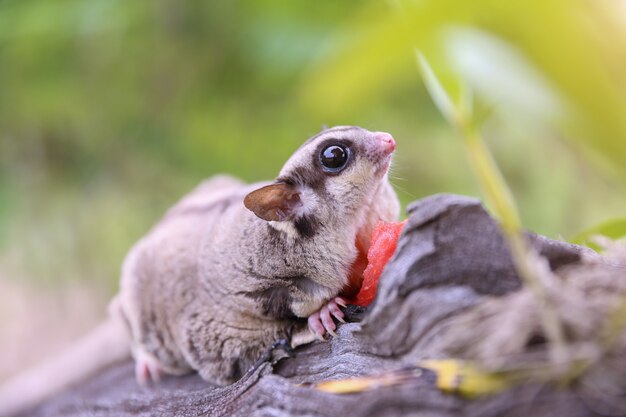 Marsupial on the tree