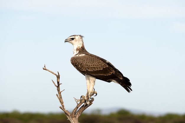 Военный орел в национальном парке Этоша, Намибия. Большой орел родом из Южной Африки