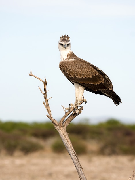 The martial eagle in Etosha National Park, Namibia. A large eagle native in south Africa