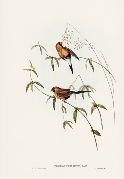 Masked Grass Finch (Poephila personata) illustrated by Elizabeth Gould 