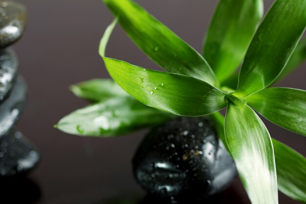 Massage stones and bamboo leaves