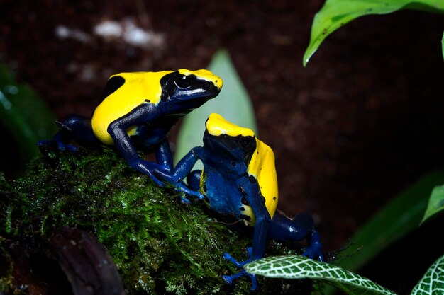 짝짓기 시즌 Citronella 염색 독 다트 개구리 Dendrobates tinctorius 어두운 동물 근접 촬영