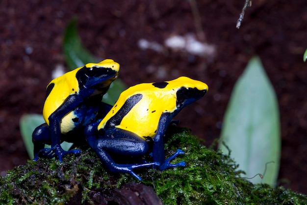 Free photo mating season citronella dyeing poison dart frog dendrobates tinctorius in the dark