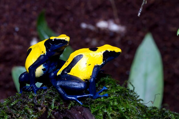 Mating season Citronella Dyeing Poison Dart Frog Dendrobates tinctorius in the dark