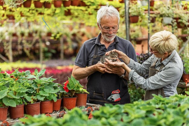 Mature gardeners cuddling a kitten while working in flower plant nursery