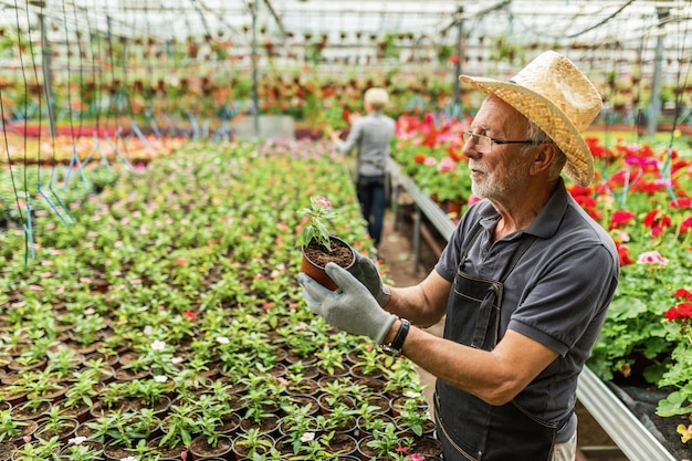 植物の苗床で働いている間鉢植えの花を調べる成熟した温室の所有者